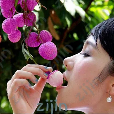 

litchi Bonsai Colourful Hot Virgo Lychee Tree Beauty Fruit Yang Litchi Annona 5pcs/lot