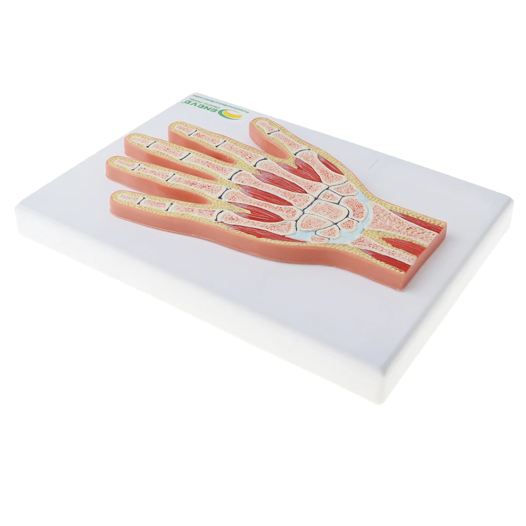 

1:1 Advanced Human Hand Joint Muscle Wrist Joint MRI Section Medical Model Lab Equipment Science Toy