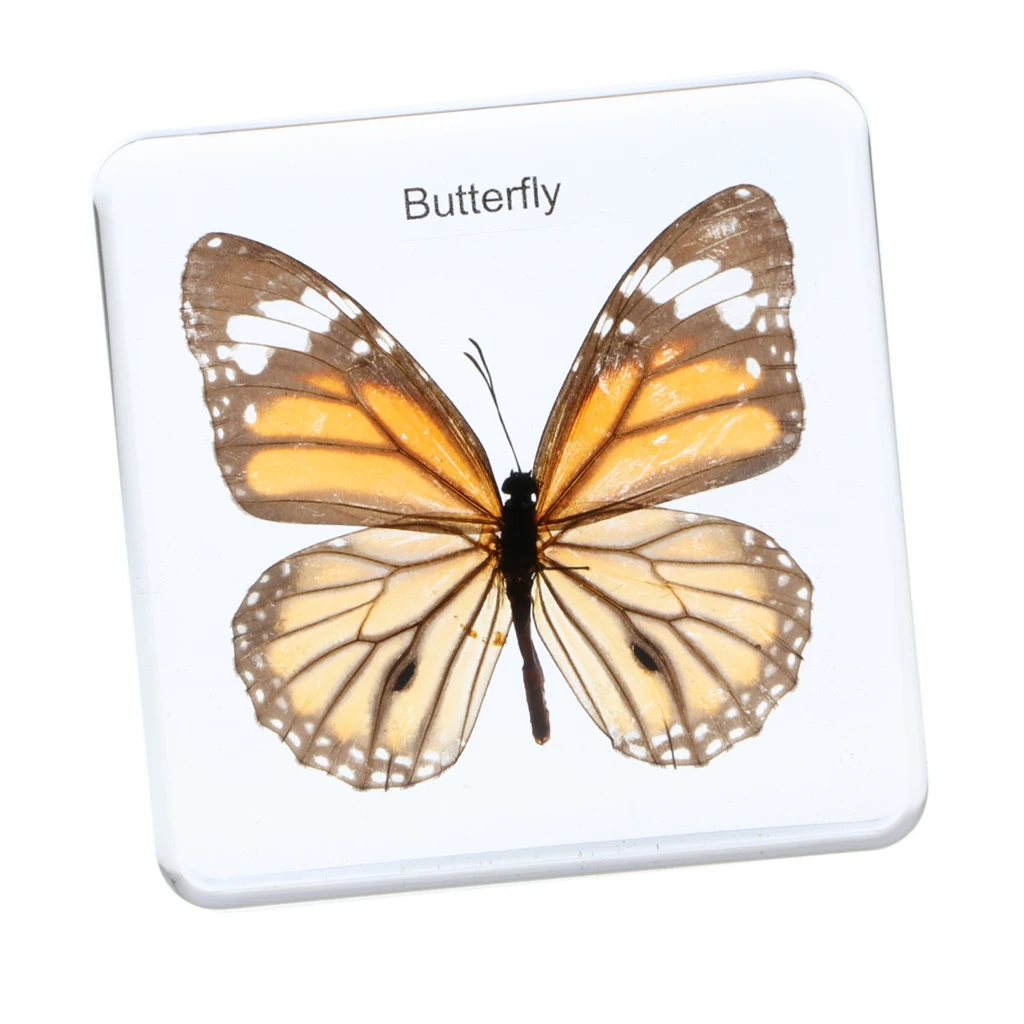 

Resin Insect Specimen Creative Paperweight Collection Gift Kids Children Educational Toy - Danaus Genutia