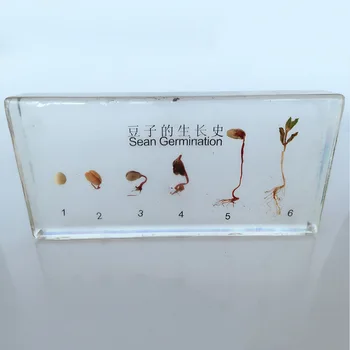 

Bean Germination and Growth Process Embedded Specimen Plant Growth History Specimens Models Biology Botany Teaching Aids