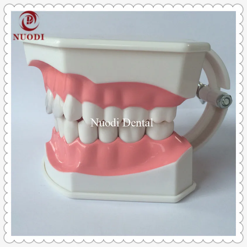 

G type tooth Brushing teeth model/2Times Tooth brushing instruction Model/Baby Teeth brushing teeth model for Education