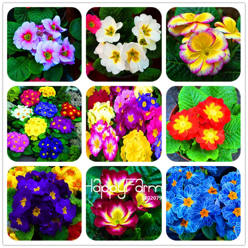

New 2018! 100 PCS Europe Primula malacoides Plantas,Primrose Rare bonsai flower floresling for home garden outdoor plants