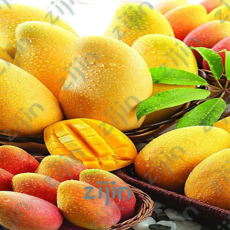 Mango Bonsai Delicious Fruit Bonsai Mangifera Indica Perennial Indoor