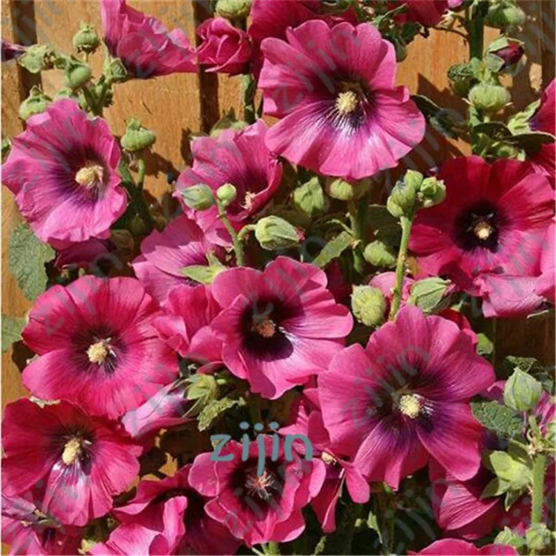 200 шт./пакет двойной Hollyhock открытый Цветущий субтропический бонсай в горшке Althaea Rosea цветочное растение для домашнего садового декора