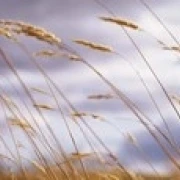 Пшеничные стебли выдувания культур поле открыть постер на космическую тематику