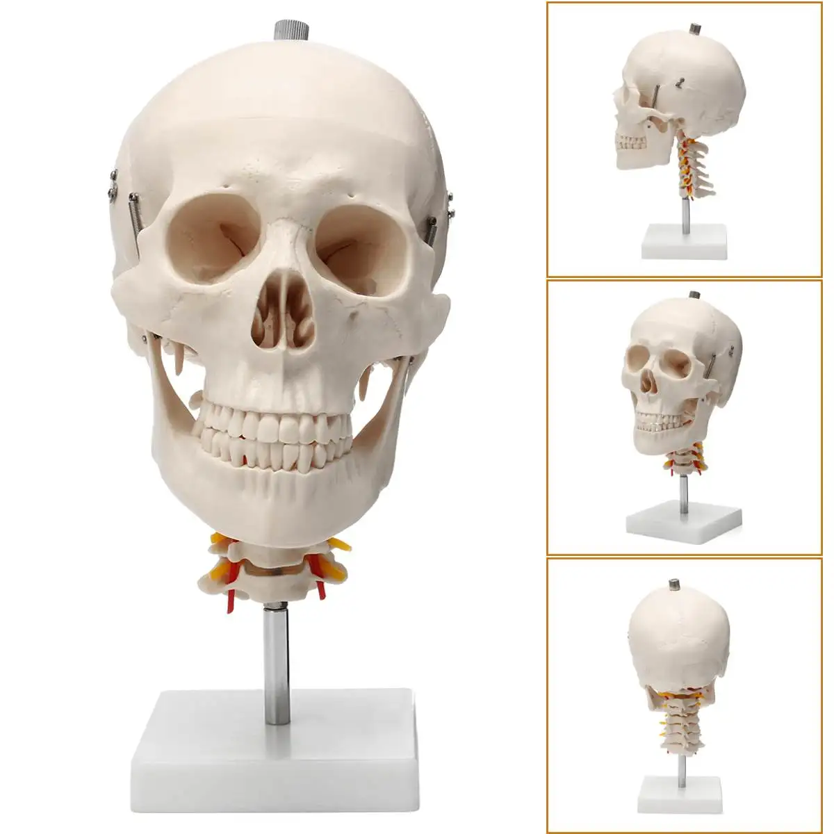 

1:1 Life Size Human Skull Anatomical Anatomy Skull Model Cervical Spine Head Skeleton School Educational Medical Teaching Model