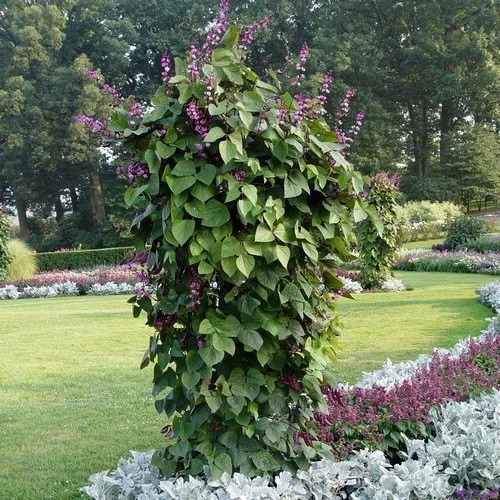 

2018 Special Offer Rushed Outdoor Plants Sementes Hyacinth Bean Leaved bonsai , Vegetable 2 bonsai