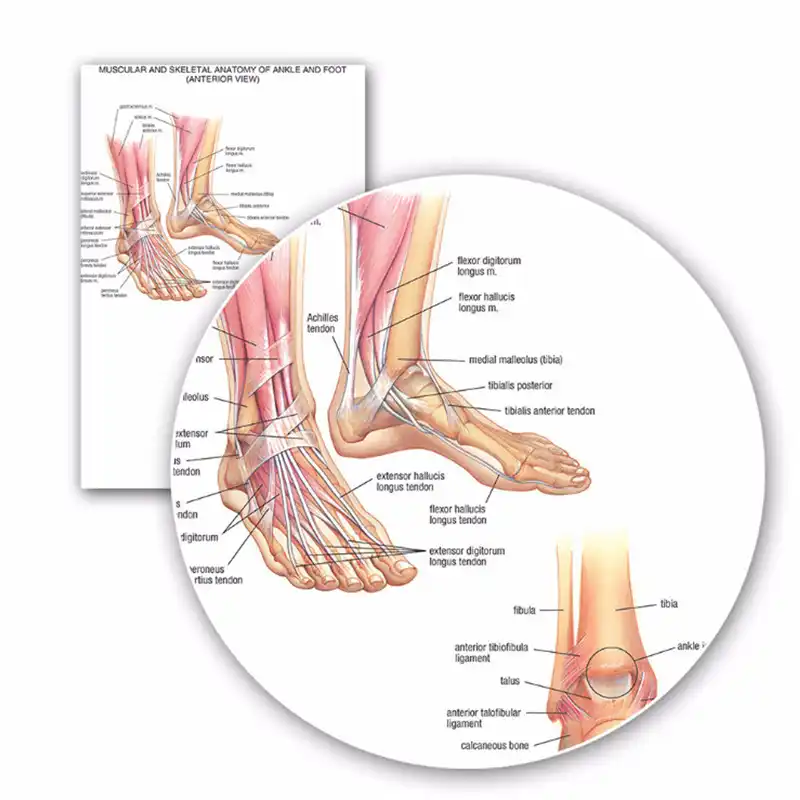 Bone Chart Of The Human Body