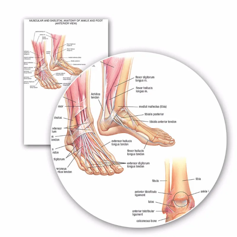 Ankle Bone Chart