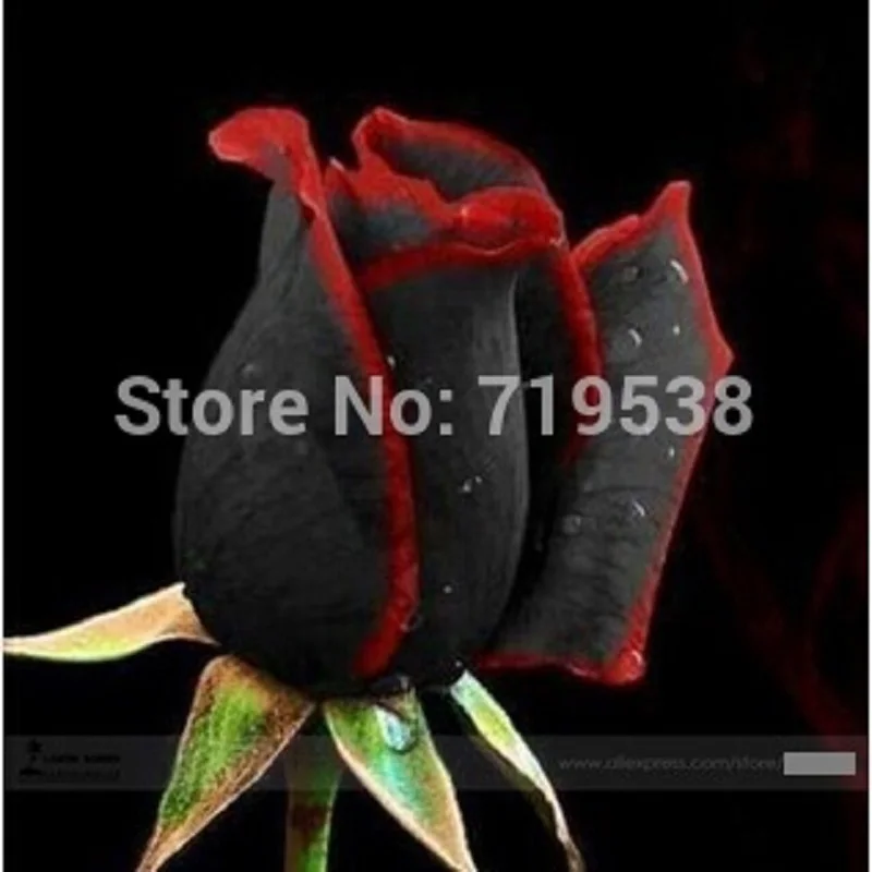 

1 Professional Pack,Rare Amazingly Beautiful Black Rose Flower with Red Edge bonsailing bonsai ,approx 200pcs / bag