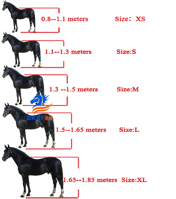 измерение промеров лошади. иппологический атлас для наглядного изучения верховой лошади. высота лошади. средний размер лошади. обхват пясти у лошади.