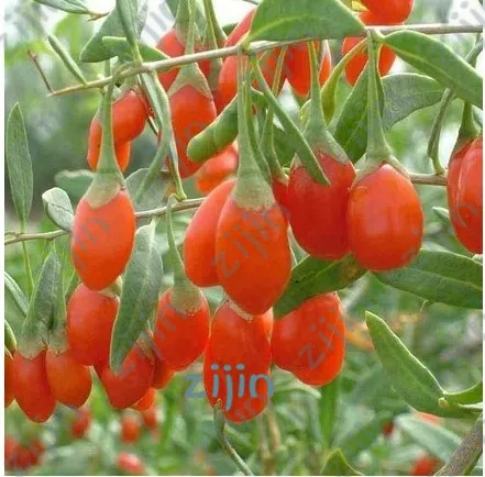 

200pcs GOJIBERRY Bonsai Wolfberry Gou-gi-zi Matrimony vine,Lycium barbarum Goji Berry Shrub Bonsai Edible Fruit Fast Grow