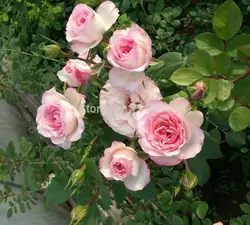 Европа может восхождение розы восхождения небольшой балкон Райский сад особенно strong 100 Цветочный бонсай