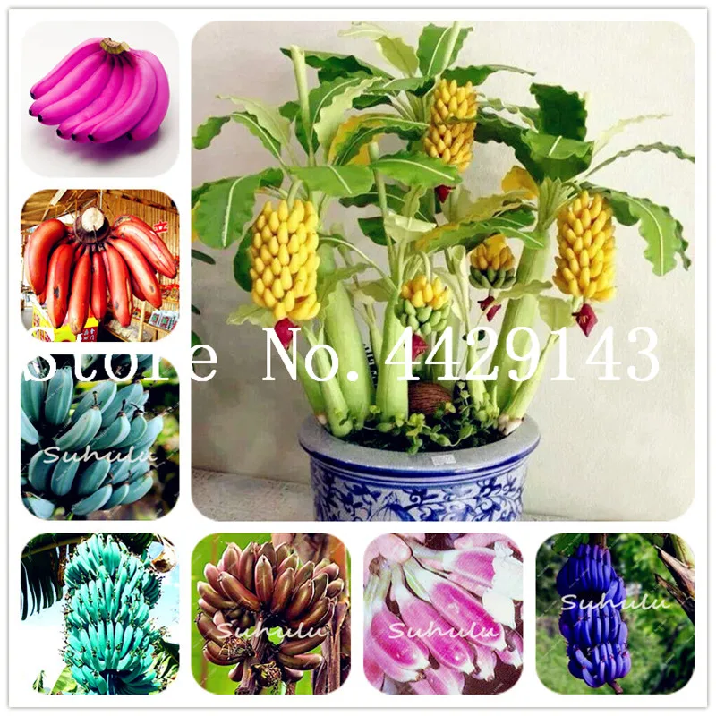 

Hot Sale!100 Pcs Very Rare Banana Bonsai Outdoor Perennial Interesting Plants Milk Taste Delicious Fruit tree For Home & Garden