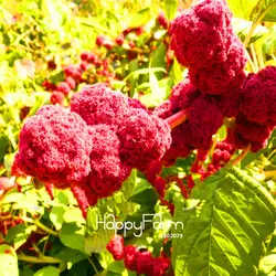 Большая Акция! 100 шт./упак. Редкие крови красные цветы Amaranthus caudatus растения декоративные горшках карликовые деревья DIY домашний сад