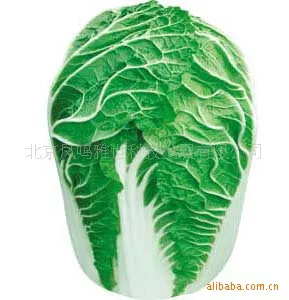 

Vegetable / Improved Beijing Spring Green Cabbage bonsais 200bonsais Nutrition Vegetable bonsais