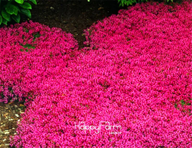 Распродажа! Чабрец обыкновенный растения-идеально подходит для цветочной границы, рок-садов, дорожек, патио цветок бонсай, 100 шт. в упаковке