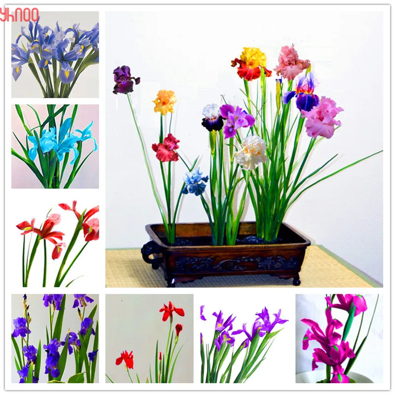 

100PCS/BAG Rare Iris Plants,Bonsai flower Plantas,Colorful and beautiful, Iris Perennial Flower, plant for home garden and bal