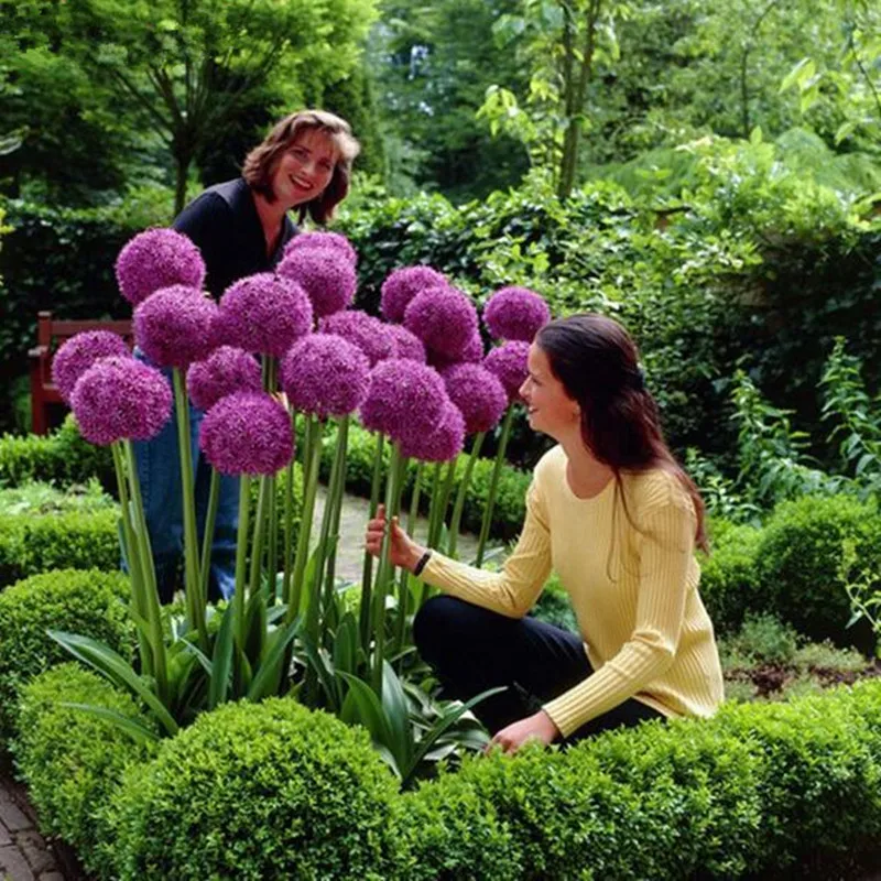 

120 pcs Purple Giant Allium Giganteum Beautiful Flower bonsais Garden Plant the budding rate 95% rare flower for kid