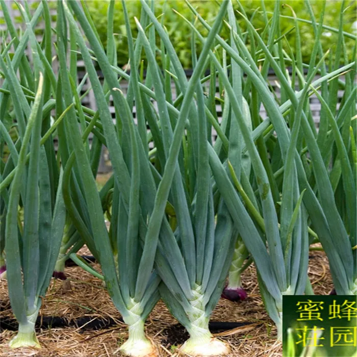 Selling Four Seasons Chive bonsais Four Seasons Onion bonsais Approximately 100 bonsai