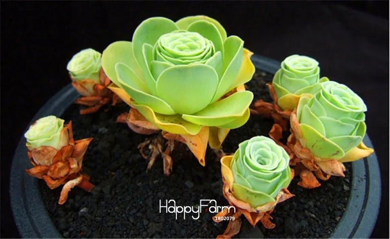 

Sale!100 PCS A Bag Home Garden Plant Sempervivum Mix Succulent Plants Rare flower Bonsai garden flowers for room,#ZJHJIR