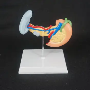 

Human Liver Pancreas and Duodenum Anatomical Model Medical Anatomy Learning