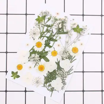 

DIY Small Dried Flower Material Package Embossed Real Flower Plant Specimen
