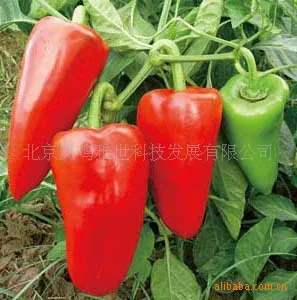 

Beijing sweet pepper bonsai 200pcs Vegetable bonsai