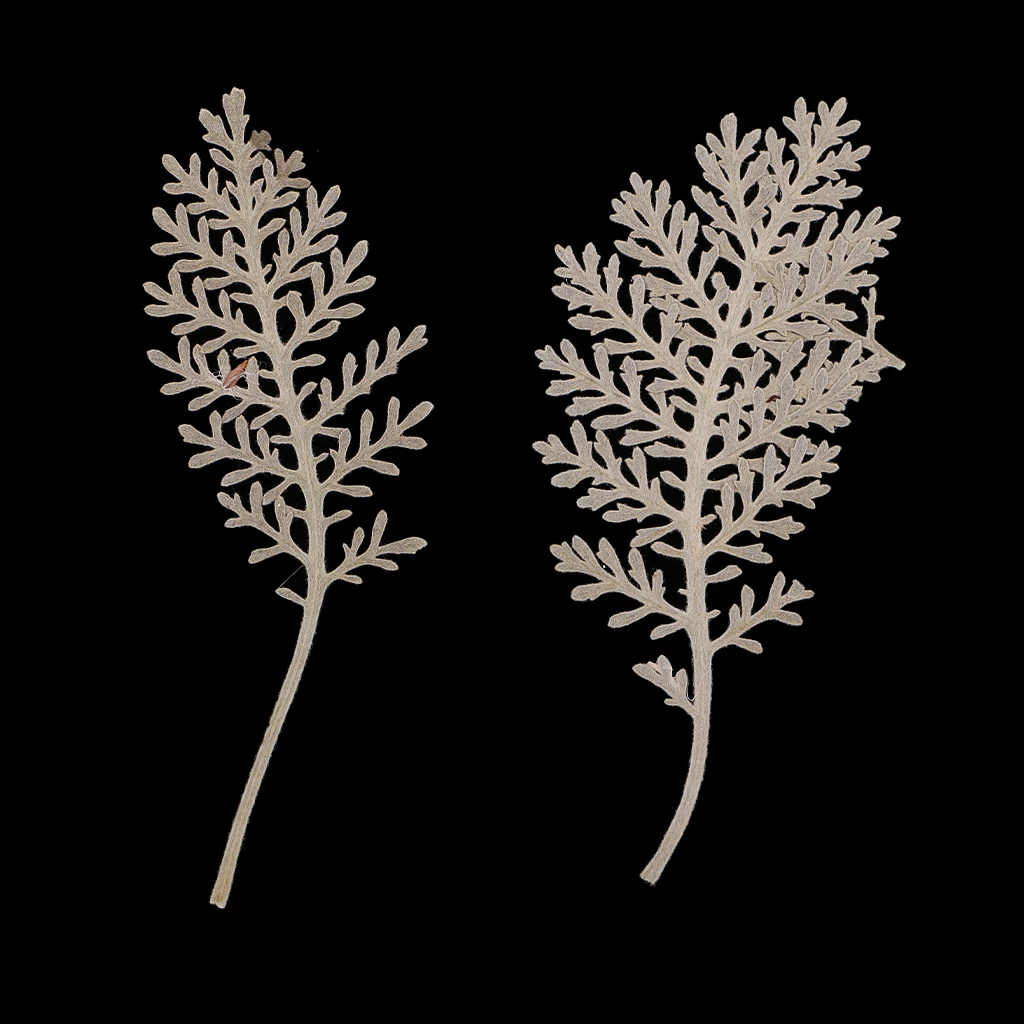 12 шт. натуральный Senecio Cineraria настоящий прессованный высушенный цветок DIY гербарий