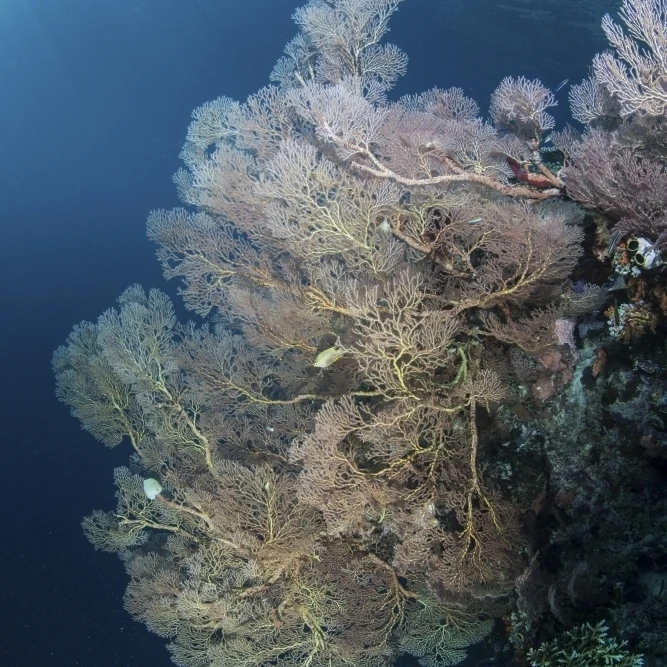 Sunlight illuminates a large gorgonian growing on reef in Raja Ampat Poster Print (11 x 17) | Дом и сад