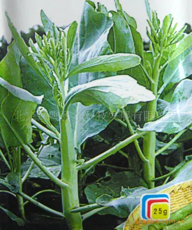

Hong Kong late flower kale bonsai selling organic vegetable bonsai 100pcs