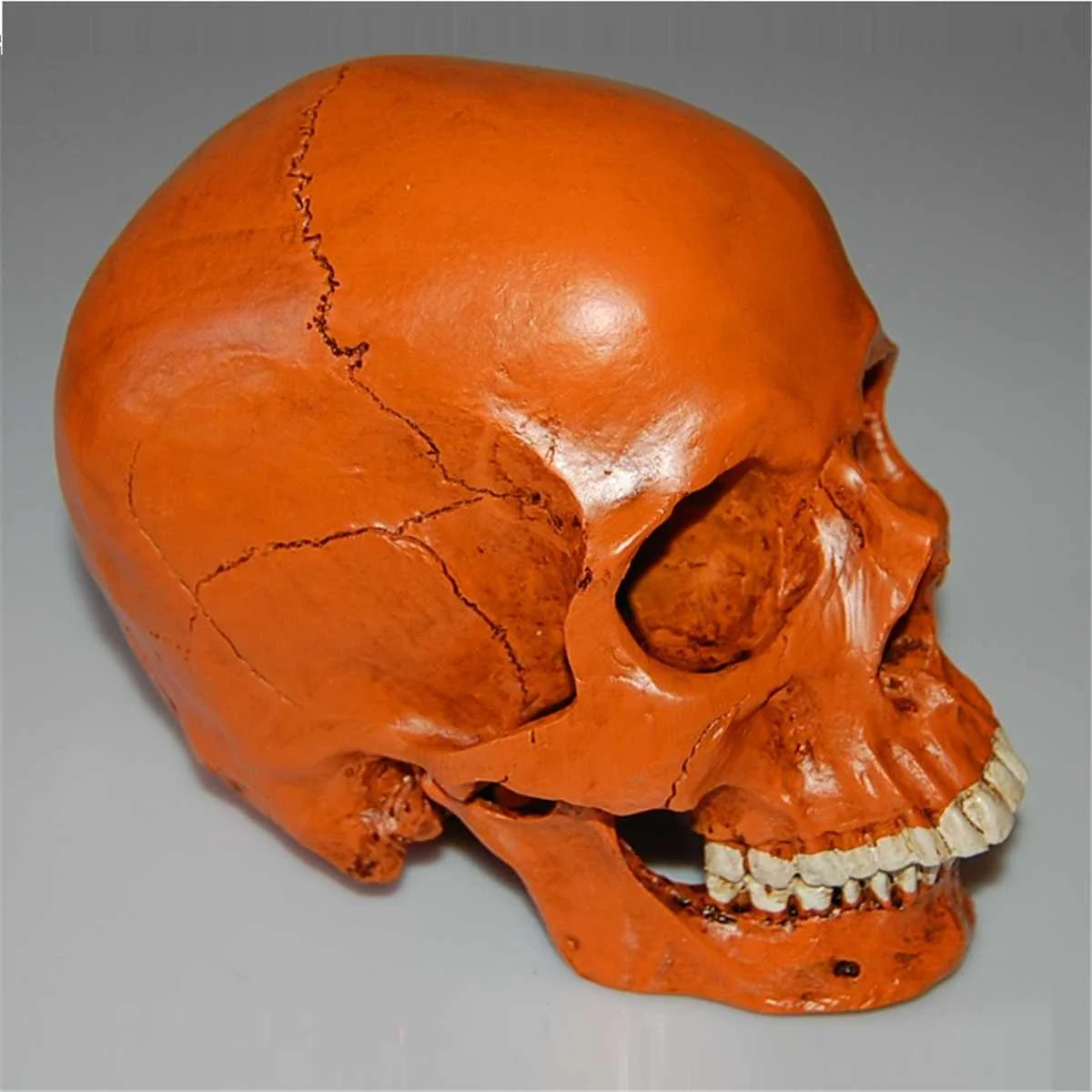 

1:1 Large Lifesize Human Skull Head Model Anatomical Teaching Skeleton Simulation School Medical Science Educational Props