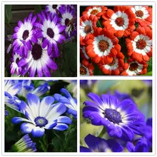 200 шт смешанные цвета Cineraria растение Дейзи Флорес Cineraria Цветочные плантации бонсай Плант для дома и сада продвижение