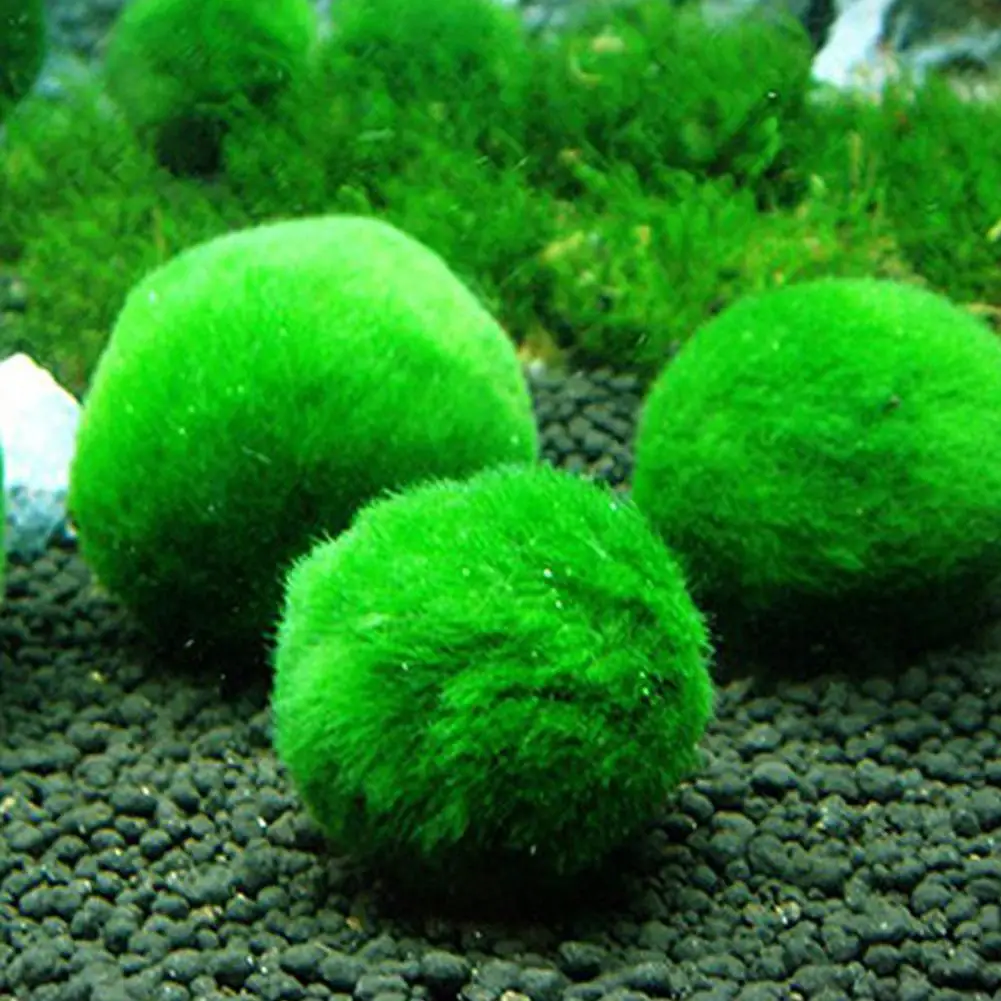 

Genuine Marimo Happy Seaweed Ball Aquarium Landscaping 1cm Chlorella Environmental Sea Ball Green Algae