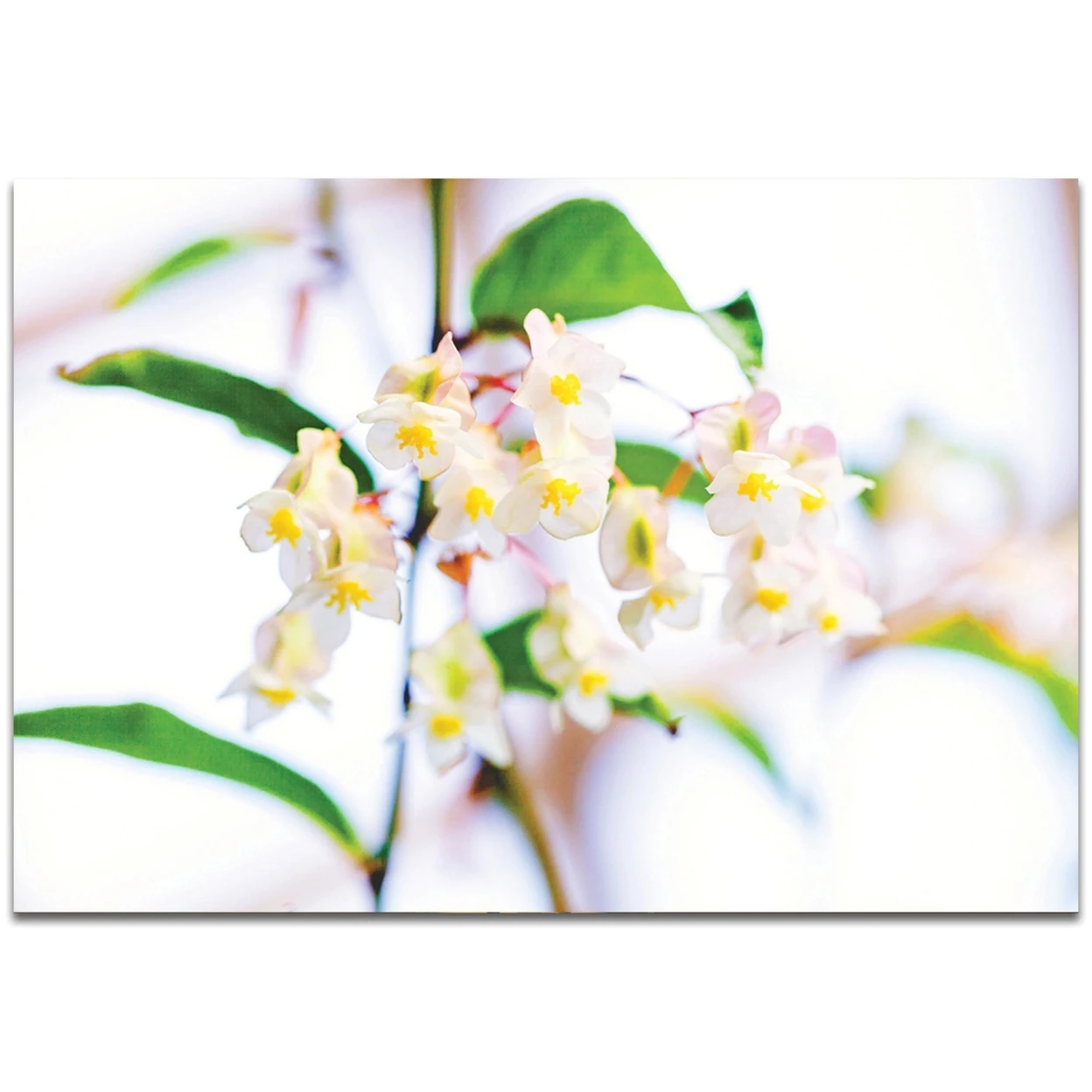 Попкорн in Bloom by Meirav Levy-природа фотография на металле | Дом и сад