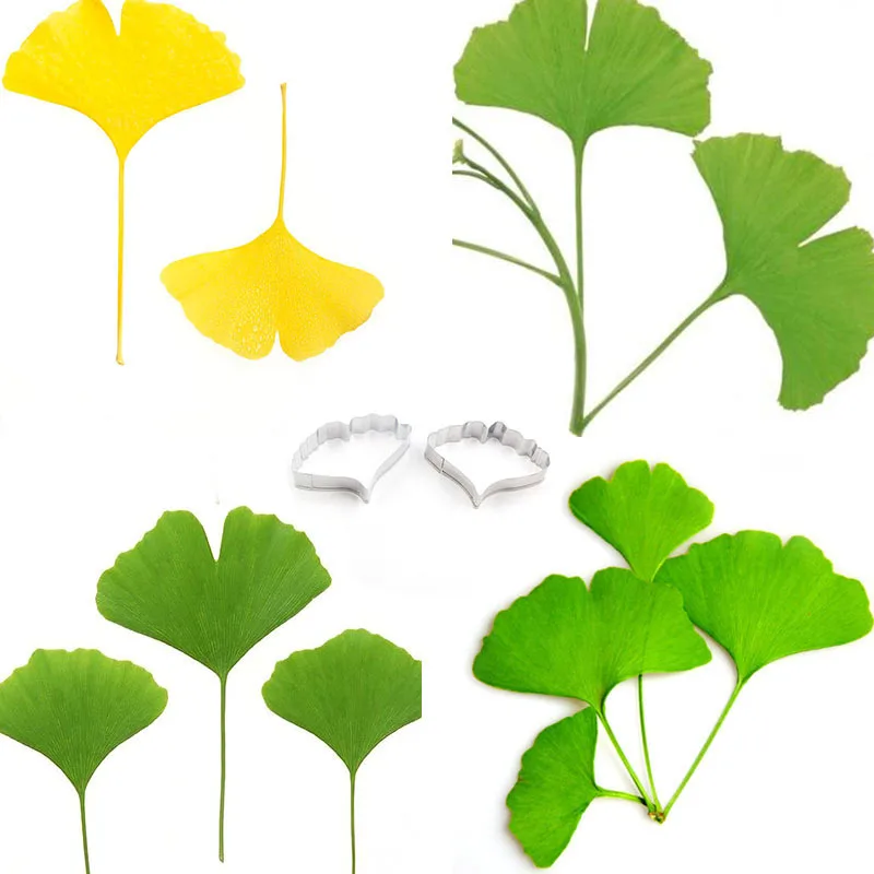 

Stainless Steel Ginkgobiloba Leaf Shape Cutting Mould Ginkgo Leaf Cutter Clay Tools