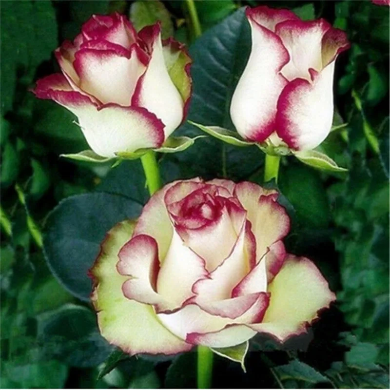 

Swept Away Rose flowers the same color as Fire & Ice,Beautiful DIY Home Garden bonsai Flower 100pcs