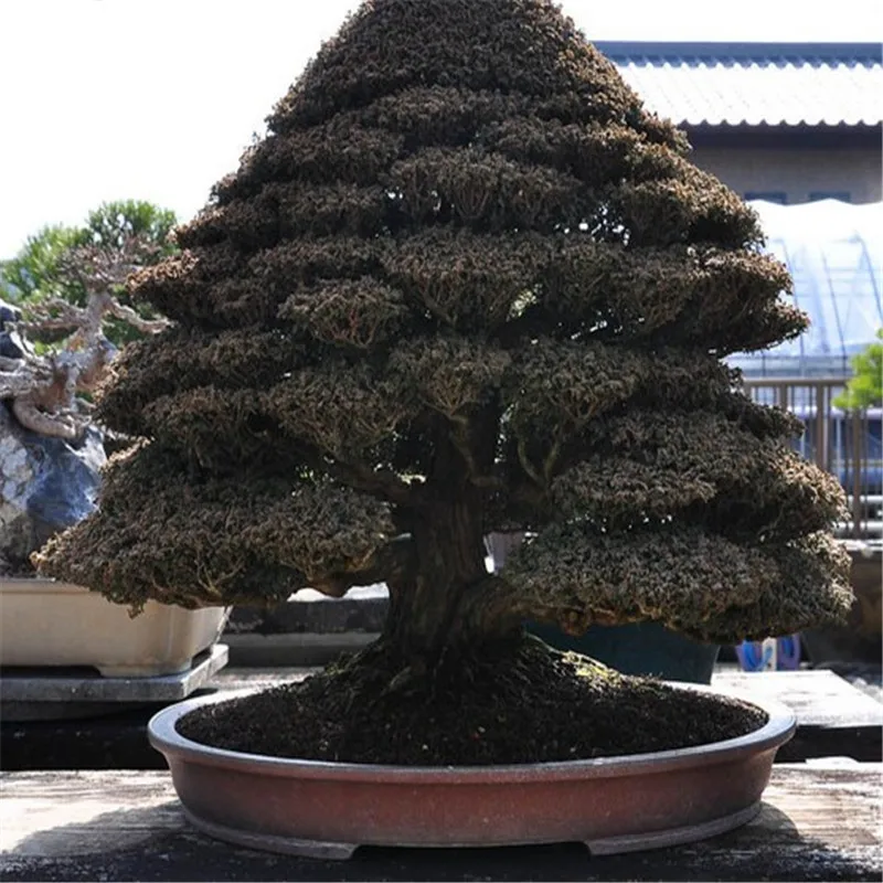 

Cypress bonsai Tree,Home gardening DIY Free shipping 20pcs (bai mu)