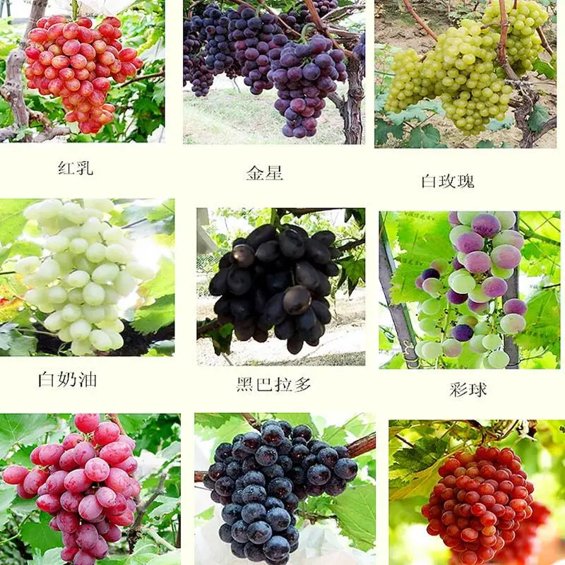 

Senior Courtyard Plants,delicious Fruit Kyoho Grape bonsai Red Mention Child bonsai - 20pcs / Lot