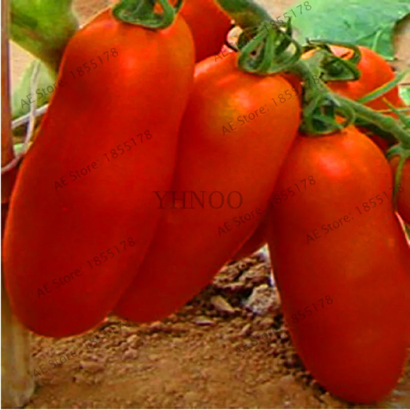 

Hot Sale!Bunches of bananas Hot Tomato 100 Bonsai organic vegetable,#ZIBAUC