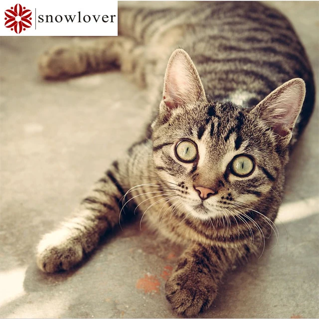 Алмазная 5D картина Sonwlover для творчества полноразмерная с милым котенком