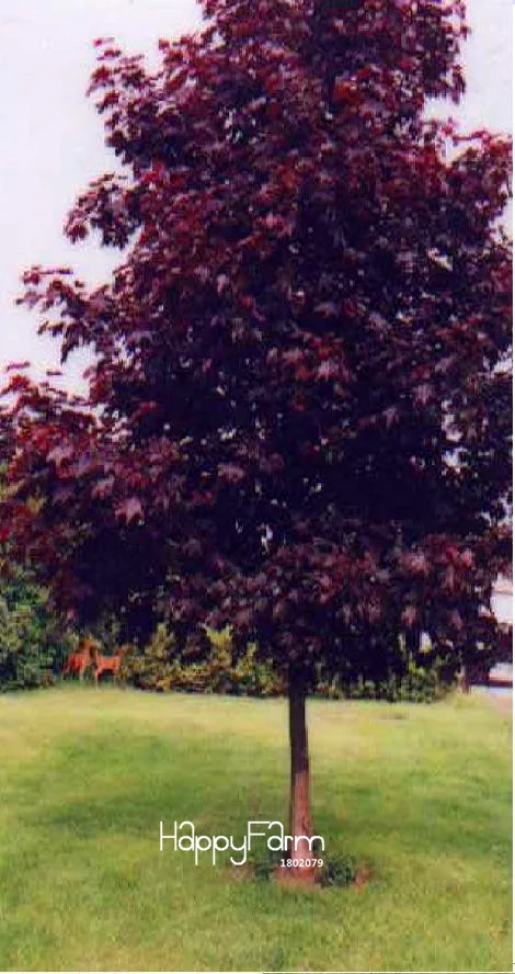 

Hot Sale!20 Pcs/Lot Purple Maple Garden Rare in The World, a Beautiful Purple Maple Bonsai Plants Trees,#3VN9S5