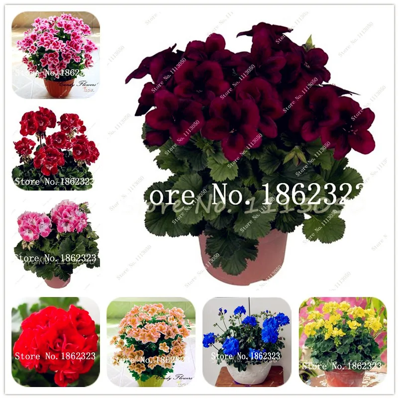 

50 Pcs Mul-color Geranium Flower Rare Bonsai Flower Perennial Plant Pelargonium Peltatum bonsai Indoor Rooms for Home Garden
