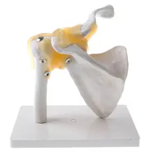 1: 1 Shoulder Joint Ligament Skeleton Model Human Anatomical Model for School Teaching Tool Learning Display Lab Supplies