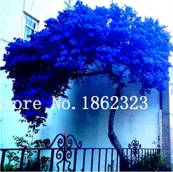 50 шт. Редкие Jacaranda Mimosifolia дерево карликовые деревья Jacaranda цветочные растения в саду Evergreen кустарники семена дерева карликового дерева