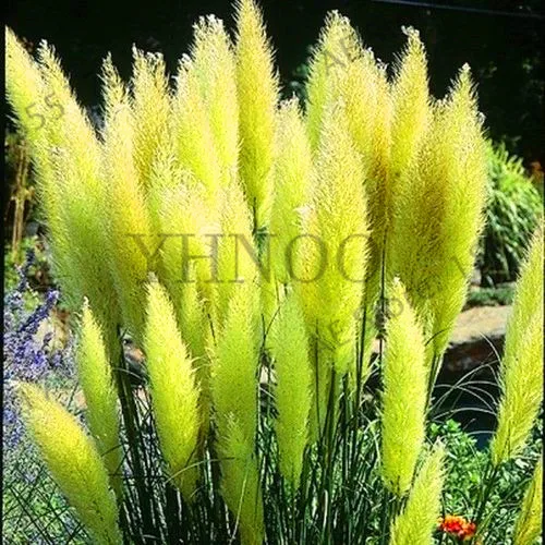

New Arrival!Pampas Grass Bonsai Patio and Garden Potted Ornamental Plants New Flowers Grass Plantas 100Pcs,#HXOKGS