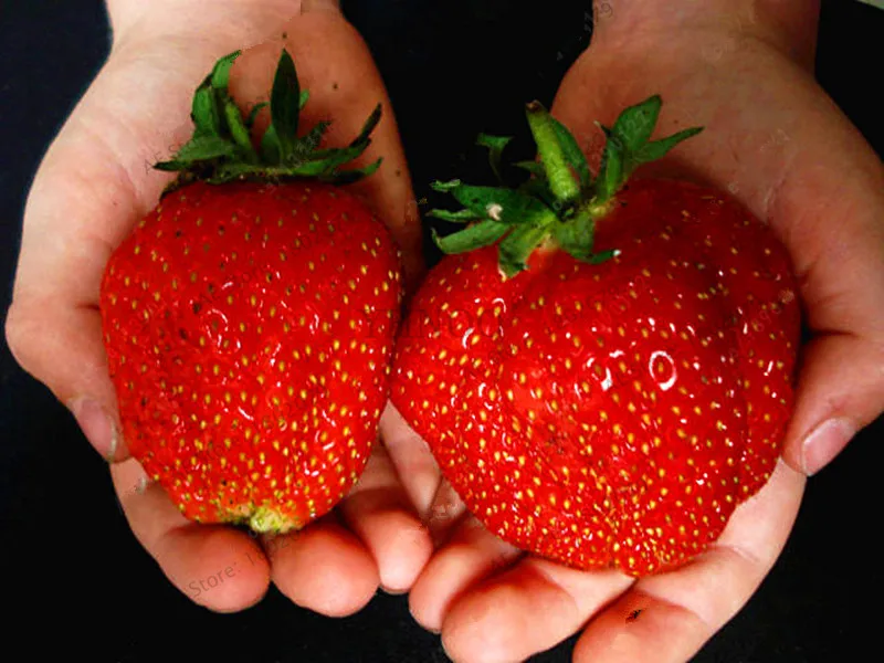

Best-Selling!500pcs/bag strawberry plant giant strawberry Organic fruit flores vegetables Non-GMO bonsai pot for home garden pla