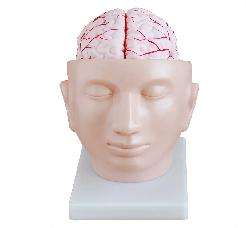 1:1 Human Life Size Intracranial Brain Structure Cerebral Anatomy Teaching Medical Aids Head Model with Artery | Канцтовары для