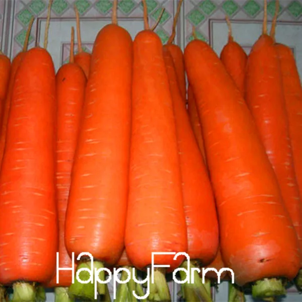 

50 Pcs/lot,Vegetable bonsai Daucus carota, carrot garden, ginseng Wucun Carrot,#A6HCD1