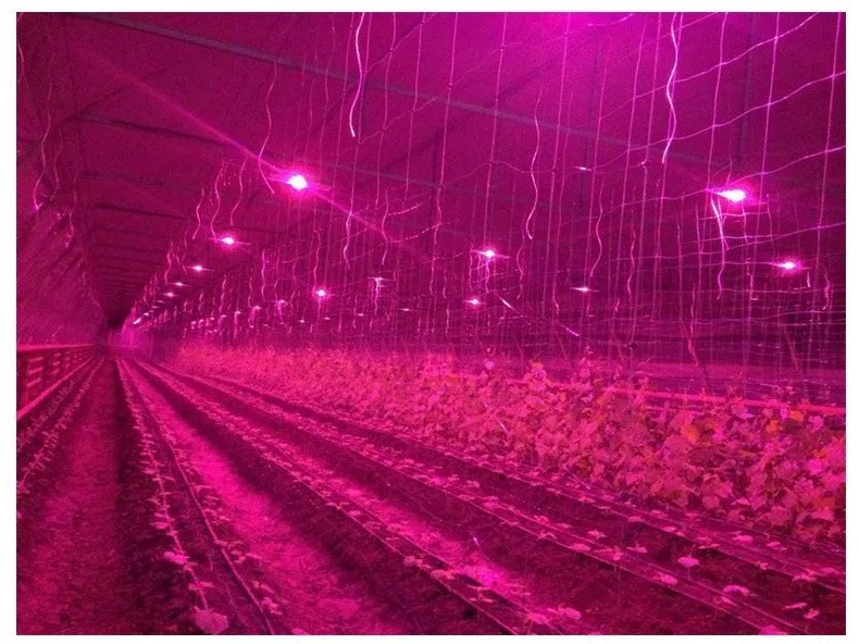 100 Вт LED Cob лампа для выращивания растений Водонепроницаемая полный спектр роста